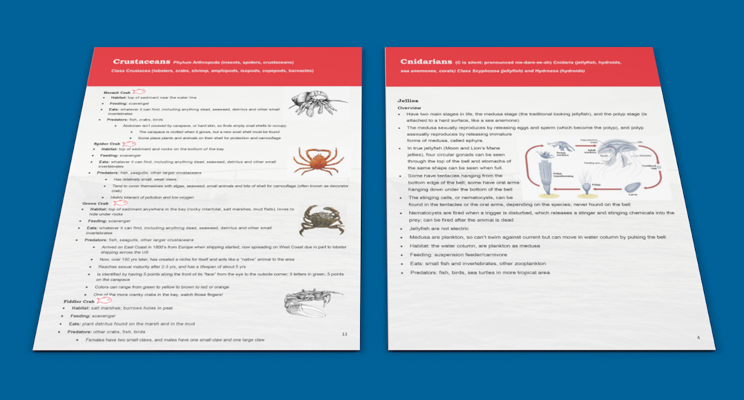 Graphic Design Print assets created for Save The Bay in Rhode Island. This image contains critter guide internal pages.